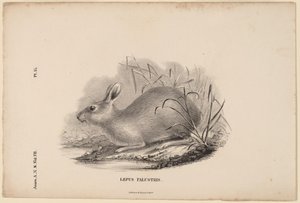 スワンプ ウサギ 作： Titian Ramsay Peale