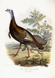 ワイルドターキー、オスとメス、1808-1814 作： Titian Ramsey Peale