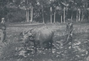 米の栽培、1924 作： Topical Press Agency