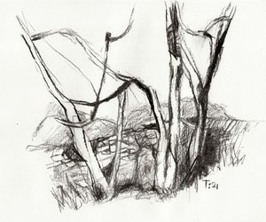 裸の森のスケッチ 作： Tore Bahnson