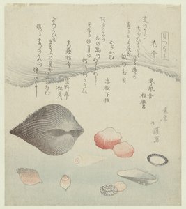 花貝、赤貝、純赤貝 Hanagai Akagai Masuogai (オブジェクトのタイトル) 一連のシェル (シリーズ タイトル) かいつくし 作： Totoya Hokkei