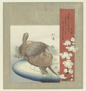 カメ