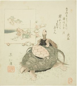 Sea turtles and Urashima Taro