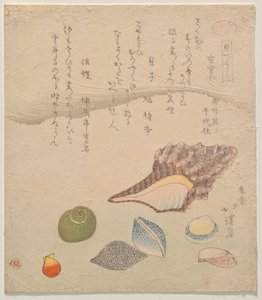 貝殻図鑑（かいずくし）より 海辺の七つの貝殻 作： Totoya Hokkei