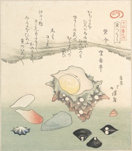 トップシェルとさまざまなシェル、19 世紀。 作： Totoya Hokkei