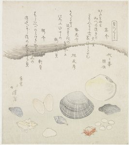 忘れられた貝、梅の花の貝、桜の貝 忘れ外、梅の花外、桜外 一連のシェル (シリーズ タイトル) かいつくし 作： Totoya Hokkei