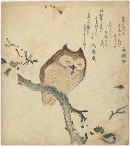 （フクロウ）、19世紀初頭 作： Toyota Hokkei