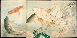 藤の花と鯉 作： Tsukioka Yoshitoshi