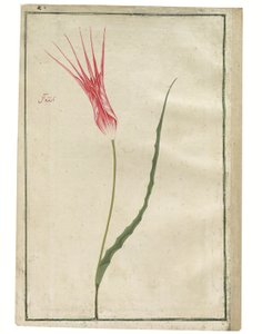 「Nazende-Âl」（軽蔑的な深紅）、赤とクリーム色のチューリップ、1725年頃（水彩画とボディカラーの描画） 作： Turkish School