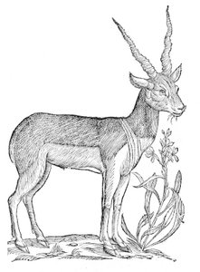 四足動物全史