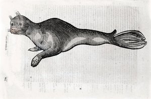 印章の表現 ウリッセ・アルドロヴァンディ（1522-1605）の『博物学』の写本に描かれた図版（ボローニャ大学図書館のウリッセ・アルドロヴァンディ資料室、1603年版）。