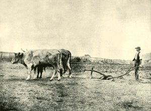 ブロックプラウチーム、1901年。 作： Unbekannt