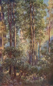1923年、ニューサウスウェールズ州のブッシュバレー。 作： Unbekannt
