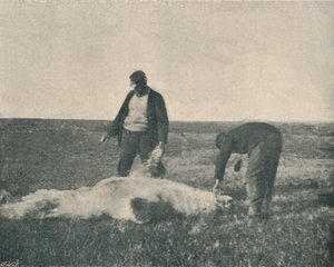 トナカイ島の死んだクマ1893年8月21日、1893年、1893年1897年 作： Unbekannt