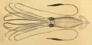 巨大イカの図、1881年。 作： Unbekannt