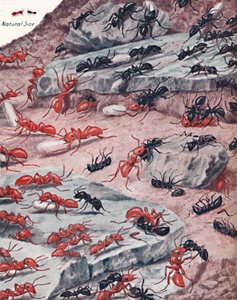 アリの世界での激しい奴隷襲撃、1935 作： Unbekannt