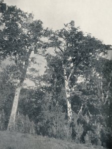 テムコの南極ブナの森、1911 作： Unbekannt