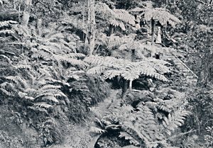 森のシダ、ルーラ、ブルーマウンテン、c1900。 作： Unbekannt