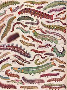 蝶や蛾の毛虫の百種類、1935 作： Unbekannt