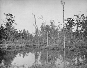 ルイジアナの沼、c1897。 作： Unbekannt