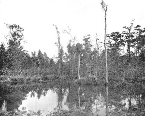 ルイジアナ州の沼地、アメリカ、c1900。 作： Unbekannt