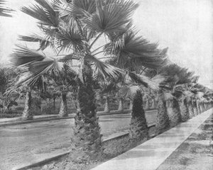 米国カリフォルニア州ロサンゼルスのパームアベニュー、c1900。 作： Unbekannt