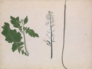 大根の植物、種子、花、18 世紀後半。 作： Unbekannt