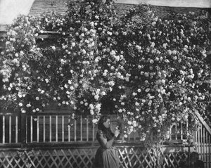 ローズデッキの家、南カリフォルニア、アメリカ、c1900。 作： Unbekannt