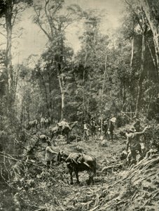 ラフロード、タスマニア州、1901年。 作： Unbekannt