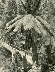 素朴な橋、1901年。 作： Unbekannt
