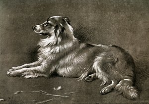 牧羊犬、1901