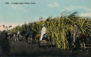 サトウキビ畑、キューバ、1912年。 作： Unbekannt
