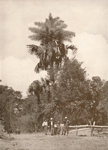 花のタリポットパーム、1900年。 作： Unbekannt