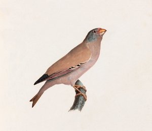 鳥のカラーイラスト 作： Unbekannt