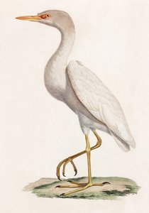 鳥のカラーイラスト