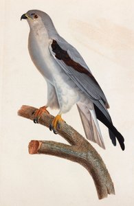 灰色の鳥のカラーイラスト 作： Unbekannt