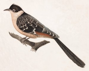 灰色の鳥のカラーイラスト 作： Unbekannt