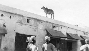 建物の屋上にいる牛、ナウシェラ、インド、1916年〜1917年 作： Unbekannt