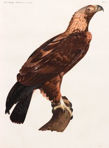 ワシのカラーイラストを全面に掲載 作： Unbekannt