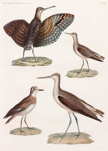 全ページに渡って鳥類のカラーイラストを掲載 作： Unbekannt