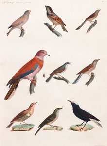 全ページに渡って鳥類のカラーイラストを掲載 作： Unbekannt