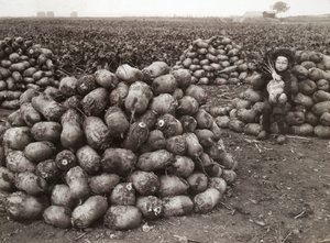 収穫したカブの山を持つ少女、スウェーデン、ランツクルーナ近郊、1910年