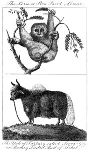 ロリスとヤク、1799
