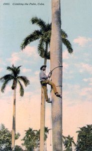 ヤシの木に登る男、キューバ、1911 作： Unbekannt