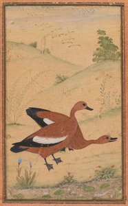 Brahminyアヒルのペア、c。 1595年、国境はおそらく1800年代を追加しました。 作： Unbekannt
