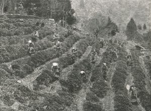 町の外の茶畑、神戸、1895年。 作： Unbekannt