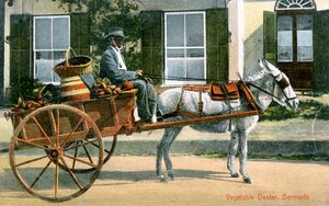 野菜のディーラー、バミューダ、c1900s 作： Unbekannt