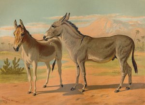 アビシニアンワイルドオスアス＆メスインディアンオネージャー、c1879。 作： Unbekannt