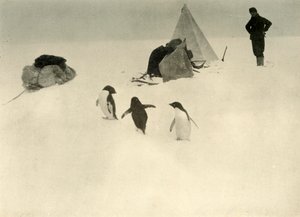 アデリーペンギンはキャンプc1908、1909を訪問します。 作： Unbekannt