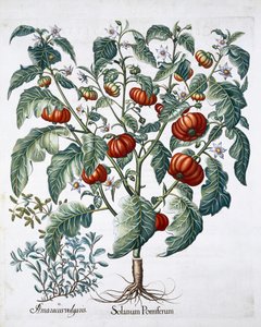 アフリカのトマトとマジョラムの植物、1613年 作： Unbekannt